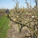 10.04.17.BOEKHOUTE. BEGIN BLOEI PEREN