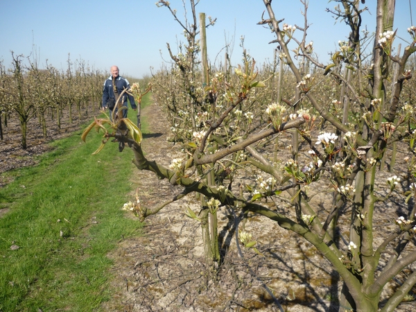 10.04.17.BOEKHOUTE. BEGIN BLOEI PEREN