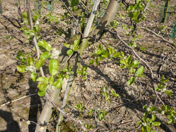 10.04.17.BOEKHOUTE. NOG GEEN BLOEI BIJ APPELEN