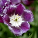 _DSC5536_resize