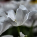 _DSC5537_g_resize