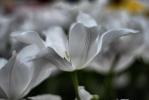 _DSC5537_g_resize