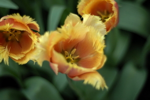 _DSC5541_resize