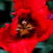 _DSC5542_resize