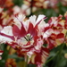 _DSC5547_resize