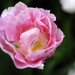 _DSC5548_resize