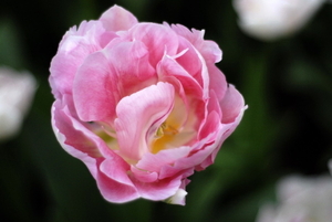 _DSC5548_resize
