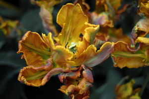 _DSC5550_resize