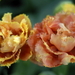 _DSC5552_resize