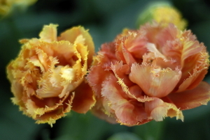 _DSC5552_resize