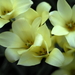 _DSC5554_resize