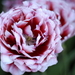 _DSC5555_resize