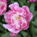 _DSC5556_resize