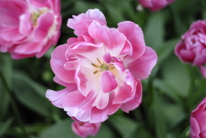 _DSC5556_resize