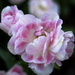 _DSC5557_resize