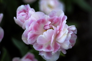 _DSC5557_resize