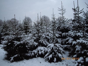 DENNEBOMEN ONDER EEN LAAGJE SNEEUW