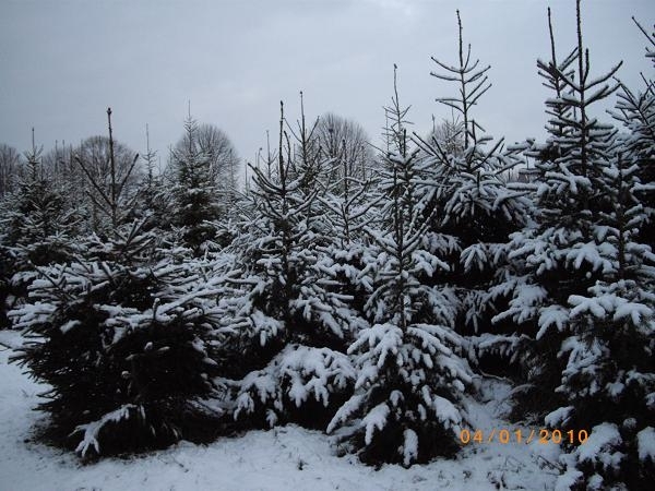 DENNEBOMEN ONDER EEN LAAGJE SNEEUW
