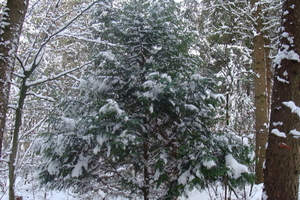 Winter December 2009 20