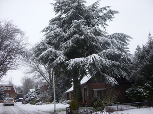 winter 2010 040