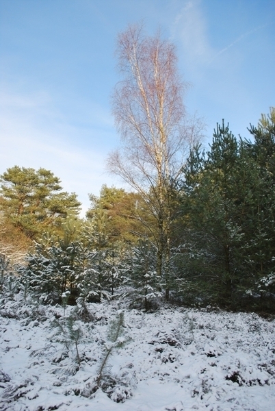 Mooi in het Giel Bos