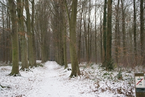 Heverlee bos