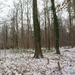 Winter 2010 Heverlee bos