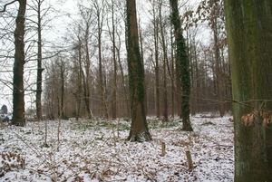 Winter 2010 Heverlee bos