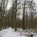 Winter Heverlee bos 2010