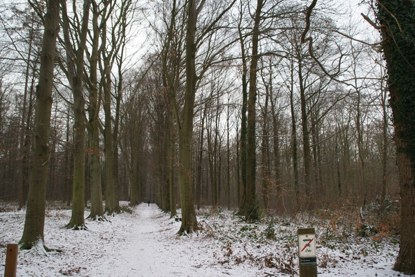 Winter Heverlee bos 2010