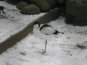 2010-01-06 zoo in de sneeuw (6)