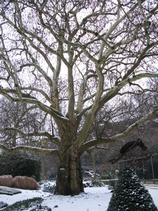 2010-01-06 zoo in de sneeuw (8)