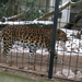 2010-01-06 zoo in de sneeuw (12)