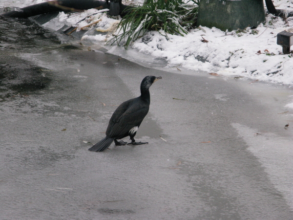 2010-01-06 zoo in de sneeuw (49)