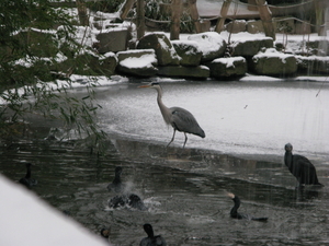 2010-01-06 zoo in de sneeuw (51)