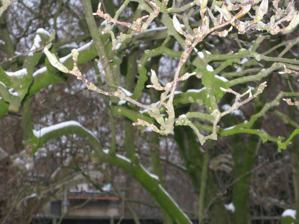 2010-01-06 zoo in de sneeuw (62)