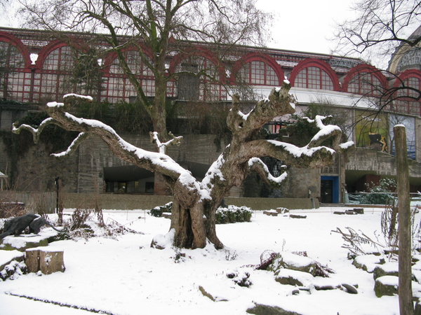 2010-01-06 zoo in de sneeuw (66)
