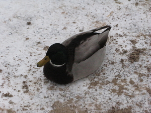 2010-01-06 zoo in de sneeuw (71)