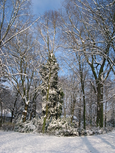 2009-12-18 sneeuw in het park (6)