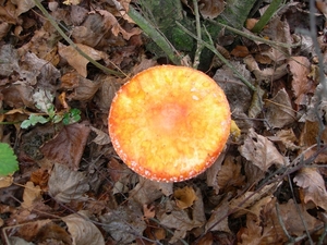DSCN0749