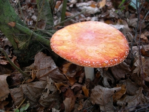DSCN0751