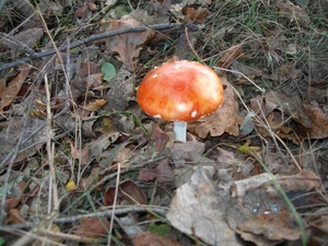 DSCN0761