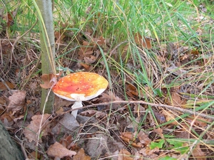 DSCN0772