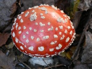DSCN0778
