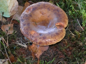 DSCN0783