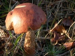 DSCN0785