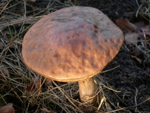 DSCN0790
