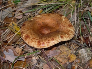 DSCN0793