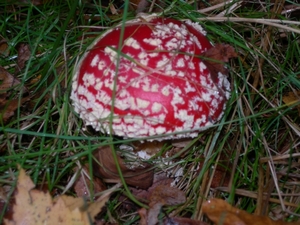 DSCN0804