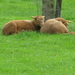 jonge schaapjes in de lente